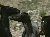 Wild Horses Spar over Territory or Mares