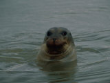 A Seal Pokes its Head out of the Water