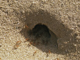 Ants in Their Nest
