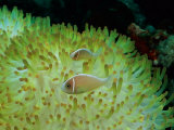 Pink Anemonefish Swim Among the Stinging Tentacles of a Magnificent Sea Anemone