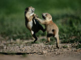 Black-Tailed Prairie Dog Pups Wrestling on a Burrow