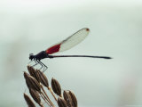 Close-up of a Damselfly