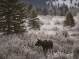 A Moose in a Frost-Covered Field  Grand Teton National Park
