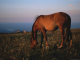 A Close View of a Wild Horse Grazing at Twilight