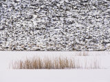 Frozen Pond  Marsh Grass  and Talus Slope  Yellowstone National Park