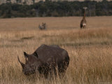 A White Rhinoceros and a Reticulated Giraffe Share a Kenyan Savanna