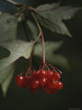 A Close View of Hawthorn Tree Berries