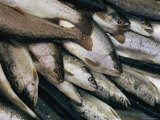 Salmon Carcasses