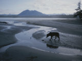 One of Vargas Islands Habituated Wolves Scavenges a Tidal Flat