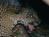 A Roaring Jaguar