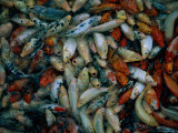 Japanese Ornamental Koi in a Feeding Frenzy