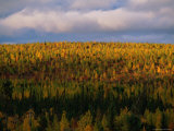 Autumn Foliage Along the Mckenzie River