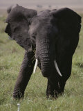 An African Elephant Eats Grass