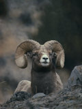 Close View of an American Bighorn Ram (Ovis Canadensis) Lying on Rock-Strewn Gr Ound