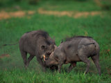 Warthogs Fighting