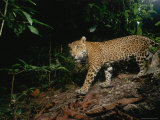 A Young Male Jaguar  Later Killed Illegally by Ranchers