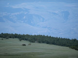 Wild Horses Graze in a Field Near the Pryor Mountains