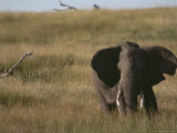 African Elephant