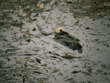 Sea Otter in a Kelp Bed