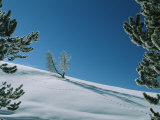 Coyote Tracks in the Snow Pass by a Lodgepole Pine