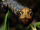 Close-up of a Moth Caterpillar(Xylophanes Falco) with False Eyes