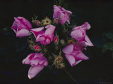 Wild Prairie Rose