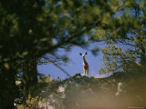 Mule Deer Looking Down at the Camera from a Ridge