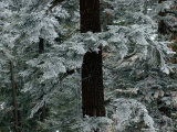 May Snowfall Brings a Winter Stillness to the Woodlands of Kern Plateau