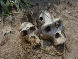 Skulls of an Adult and Juvenile Gorilla