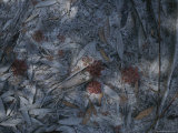 Forest Floor Covered by a Thin Layer of Sand