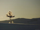 A Lone Lodgepole Pine Tree Stands on a Ridge Backlit by the Sun