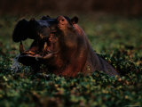Hippopotamus (Hippopotamus Sp)  Zambezi River  Zambia