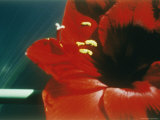 A Close-up of a Red Flower