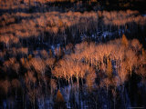 Elevated View of Treetops in a Winter Landscape