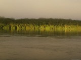 Vegetation Reflected in the Water