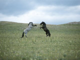 Wild Horses Spar over Territory or Mares