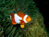 Western Clown Anemonefish Swims Among the Tentacles of a Magnificent Sea Anemone