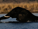 Elephant Swimming in the Zambezi River