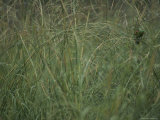 A Red-Winged Parrot Eats Spear Grass Seed