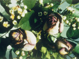 A Close View of Roses