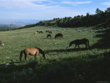 Wild Horses Graze in a Field