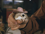 A Person Holding a Kangaroo Rat That Sports a Miniature Cowboy Hat