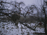 A Birds Nest Sits in a Leaf-Less Apple Tree During Winter
