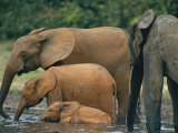 Forest Elephants  Including Juveniles  Use Their Trunks to Probe the Mud for Salt
