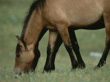 A Close View of a Wild Horse Grazing