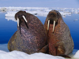 Two Atlantic Walruses Rest on a Piece of Ice