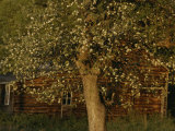 A Flowering Tree Standing Near a Barn