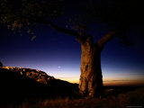 Scenic View of a Tree at Twilight