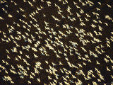 Overhead View of a Large Group of Snow Geese in Flight