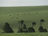 Cattle Graze in a Lush Pasture